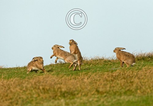    Brown Hares DM2010